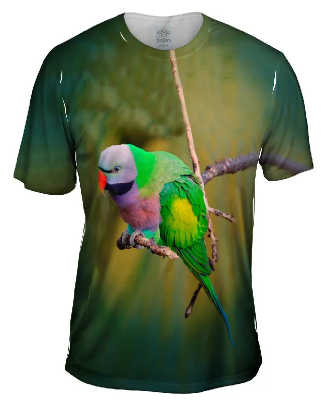 Weekend Savings Fiesta Colorful Derbyan Parakeet