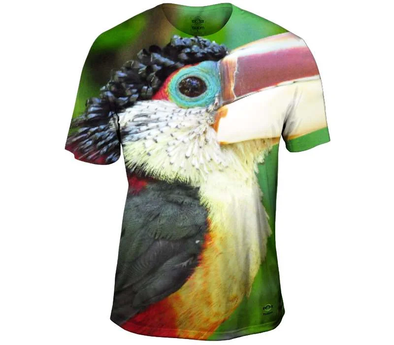 Don't Wait Curl Crested Aracari