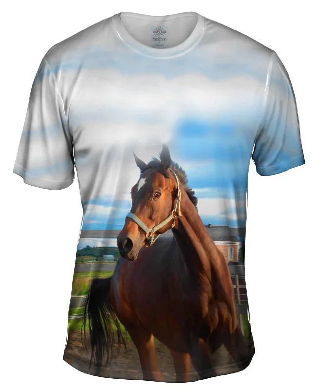 Mega Discount Eager Horse