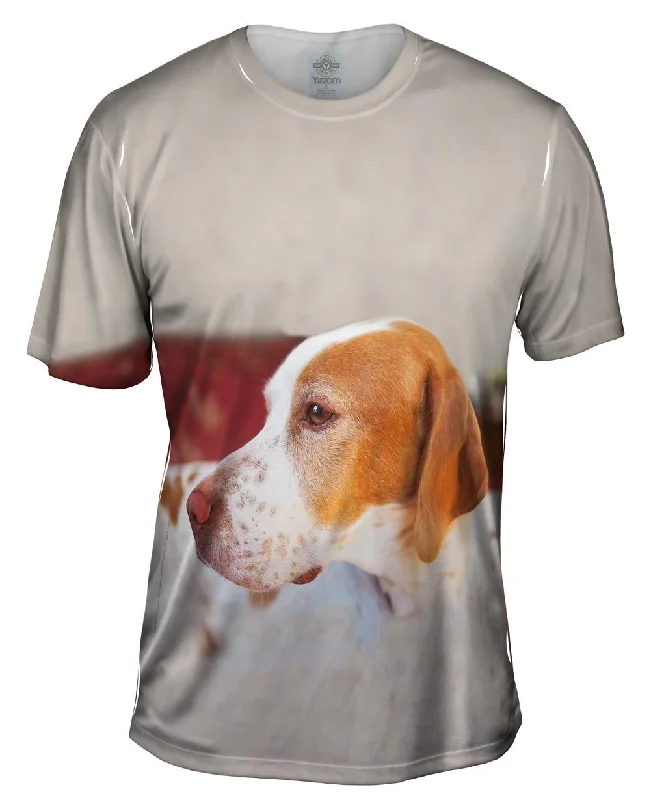 Today Only English Pointer Vigilant